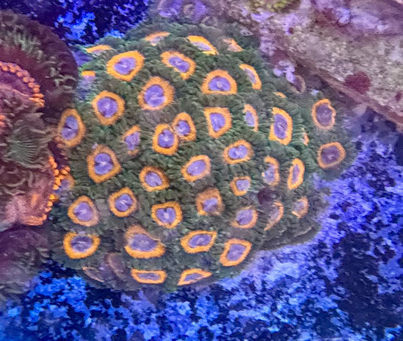 Zoas