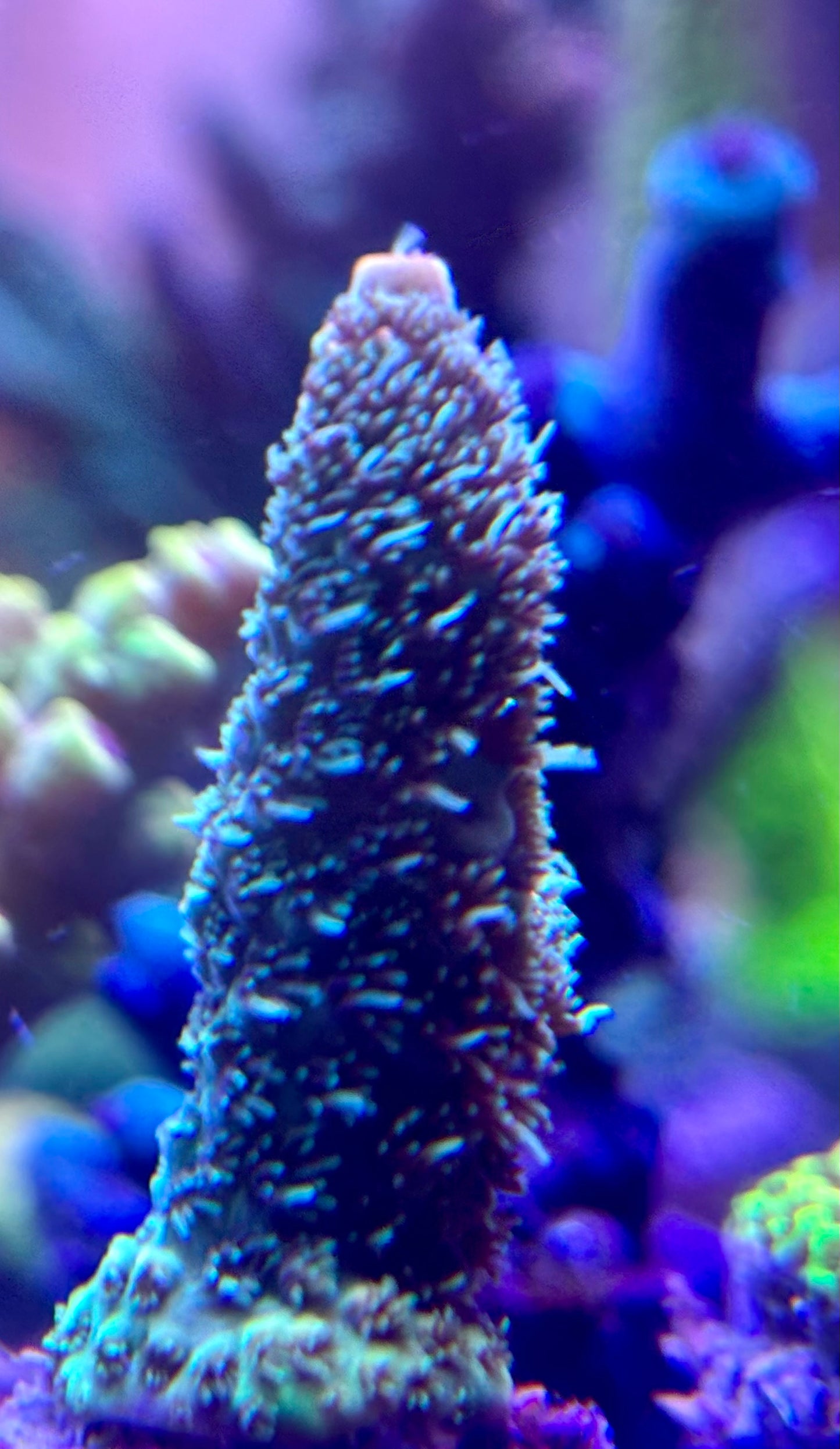 Millipora