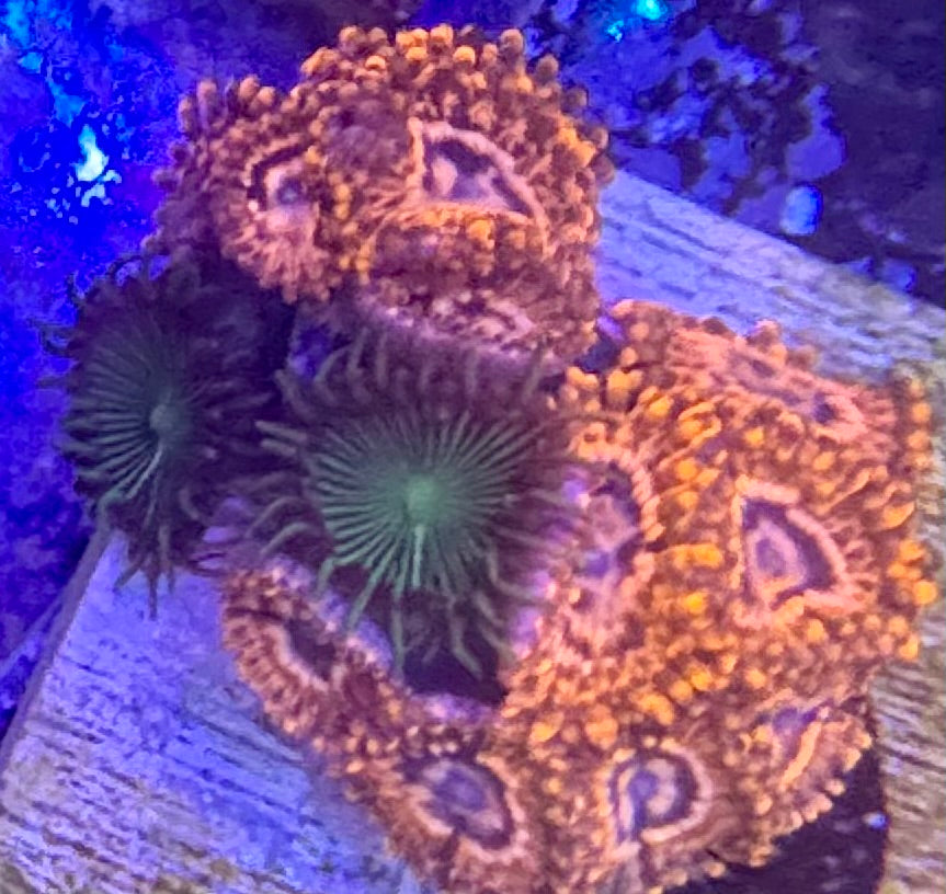 Zoas