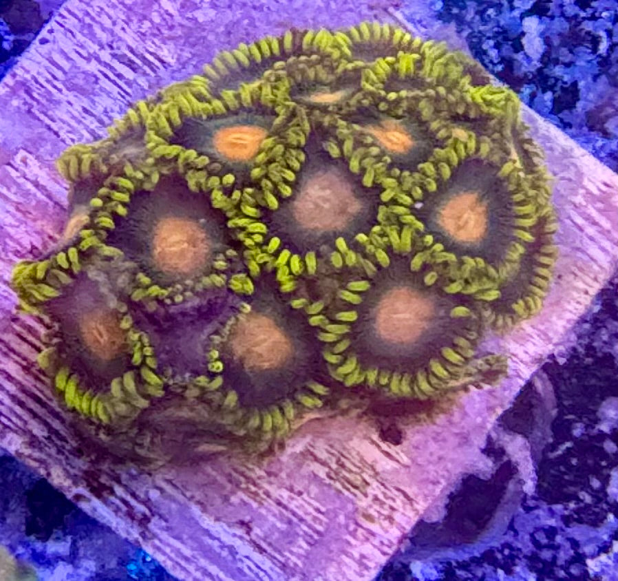 Zoas