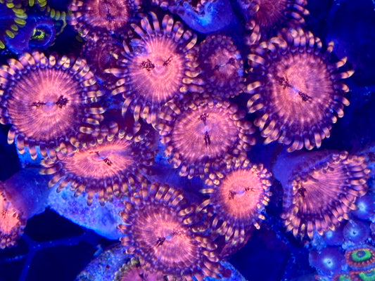 Zoas