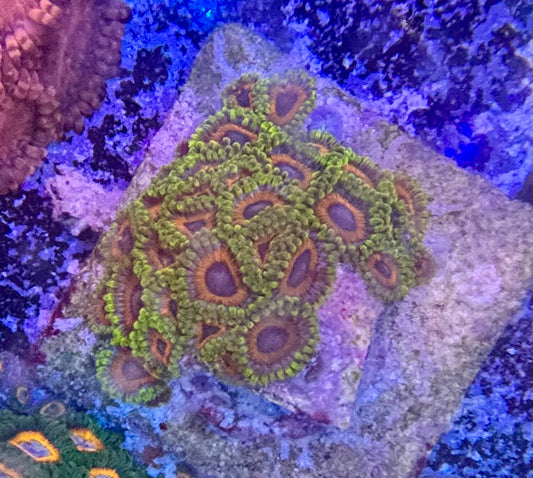 Zoas
