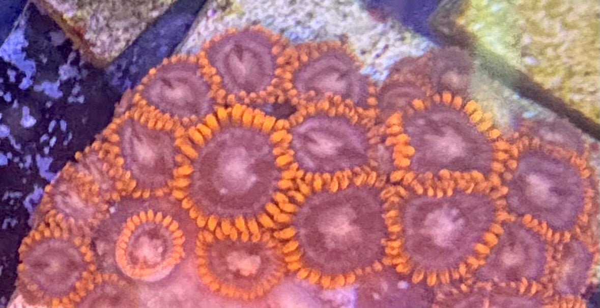 Zoas