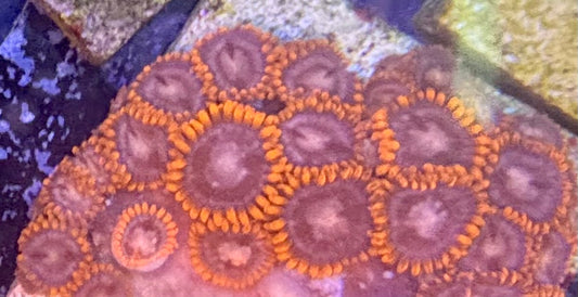 Zoas