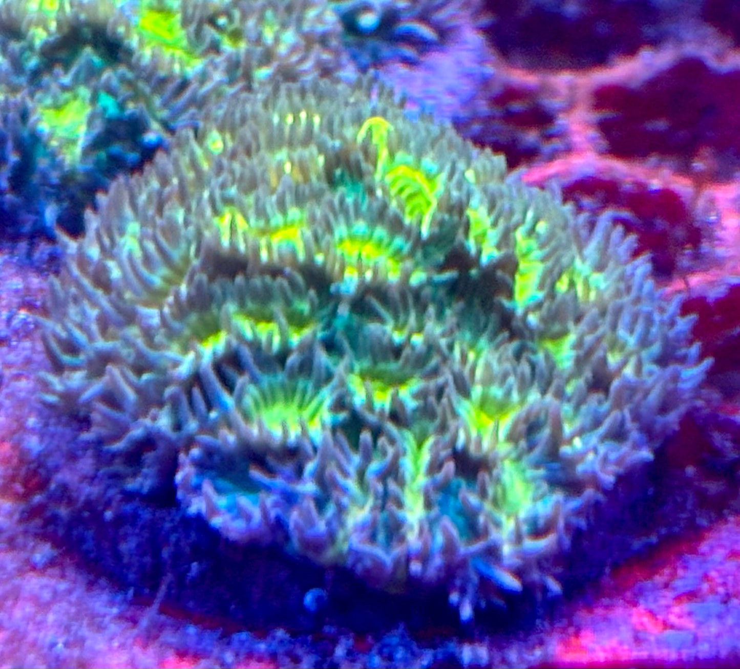 Limelight hydrophora