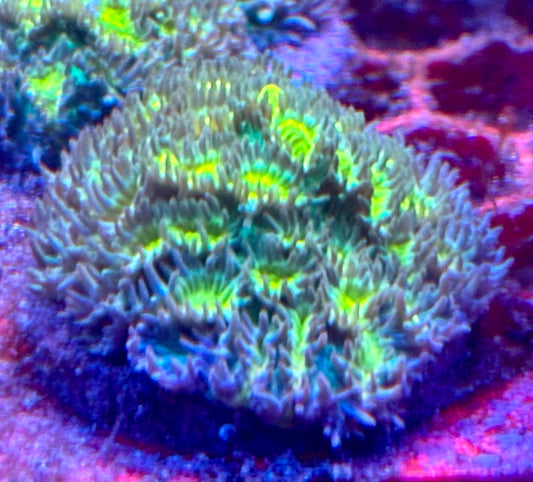 Limelight hydrophora