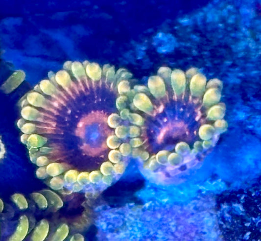 Zoas