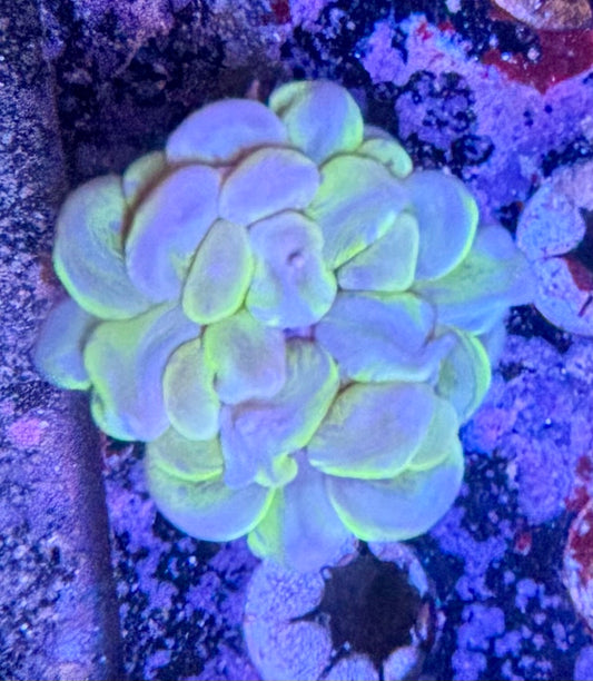 Bubble Coral