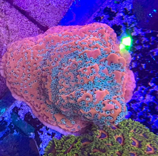 Montipora