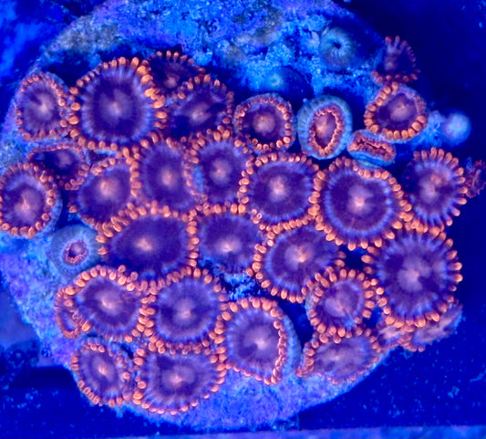 Zoas