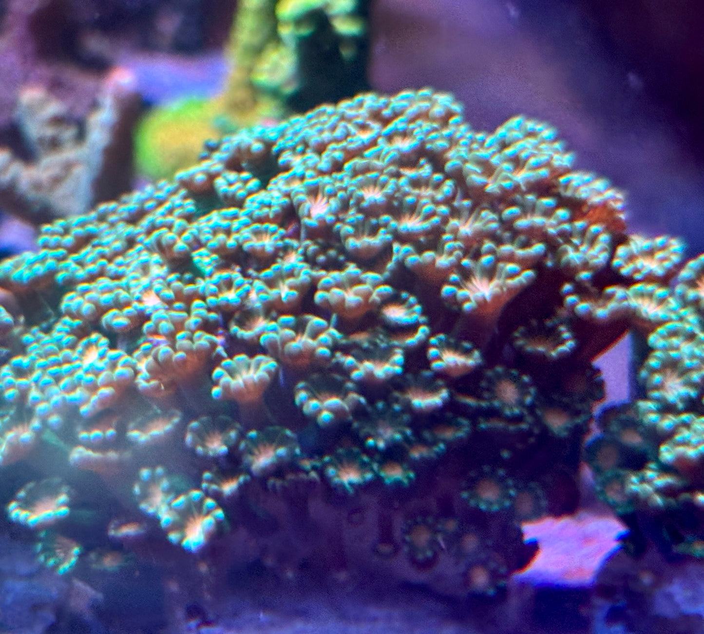 Alveopora- green/orange