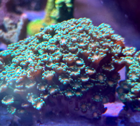 Alveopora- green/orange