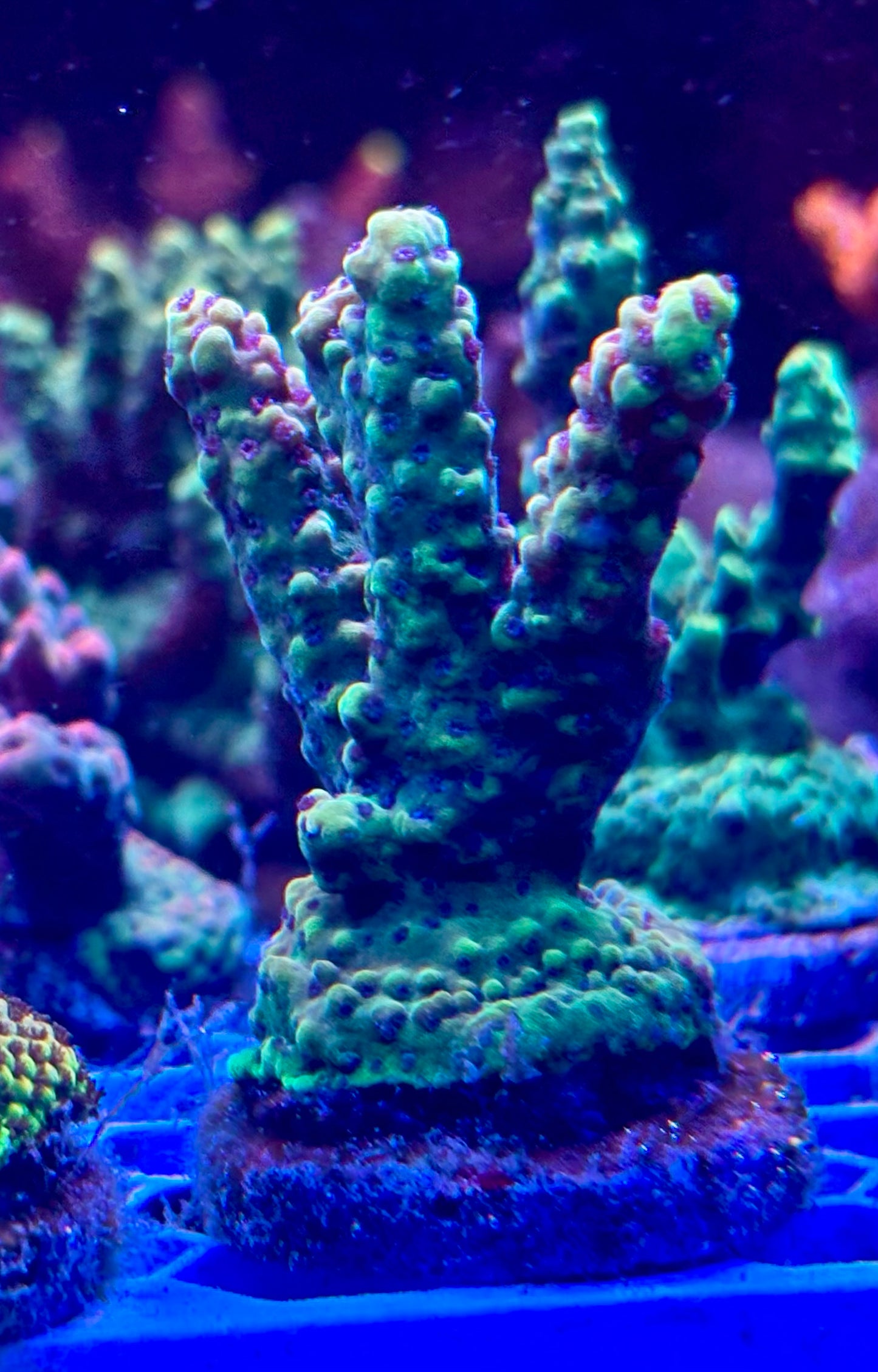 Acro