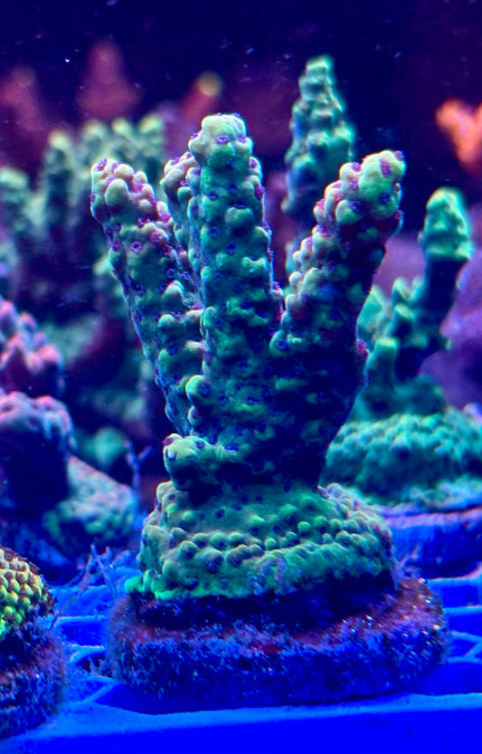 Acro