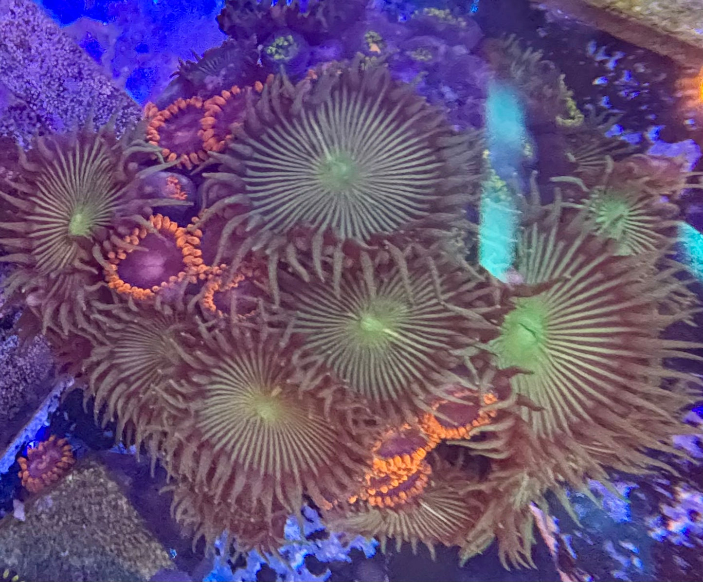 Zoas