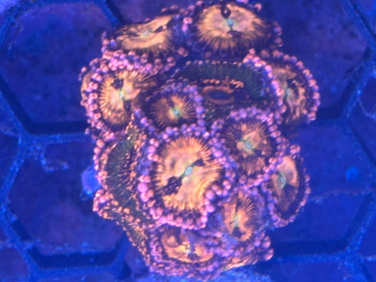 Zoas