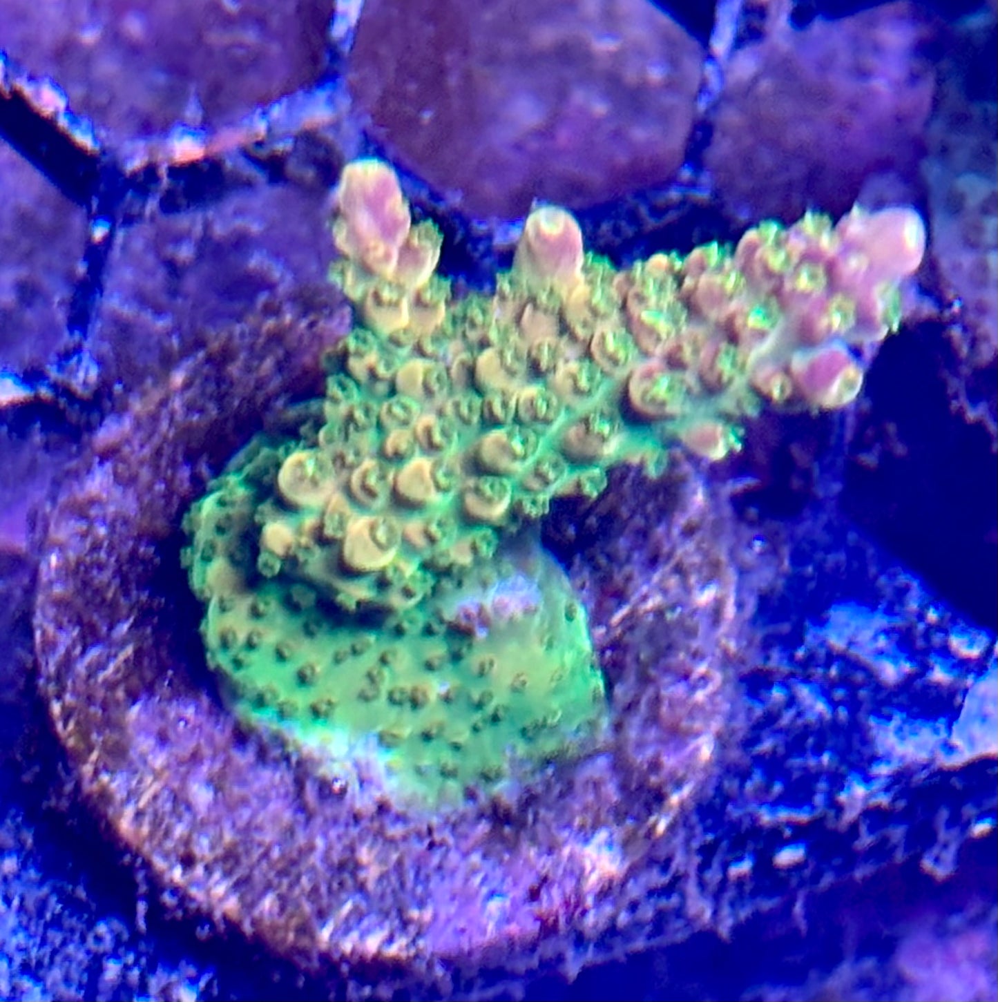Acro