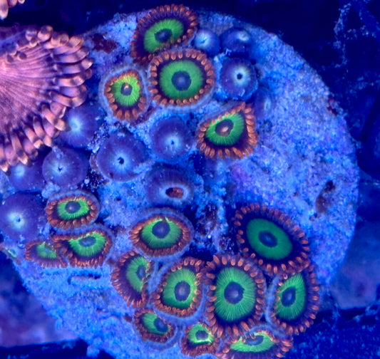 Zoas