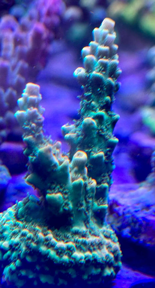 Bc Aquaticman Table