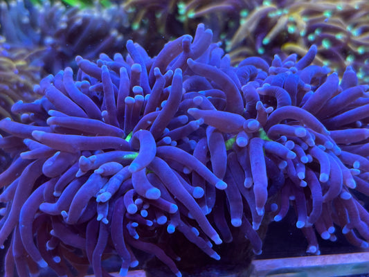 Purple- green mouth
