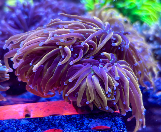 Gold - green mouth colony
