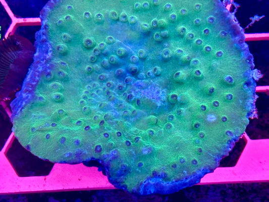 Scroll coral