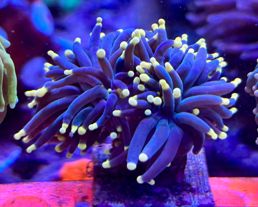 Dark/ peach tips - splitting
