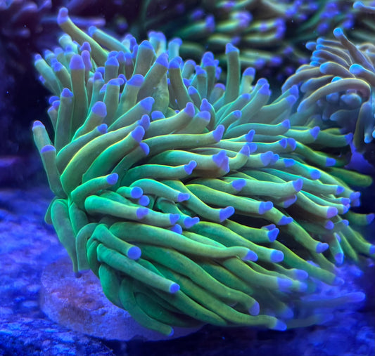 Bk Chem Grinch - triple
