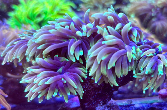 Gold colony