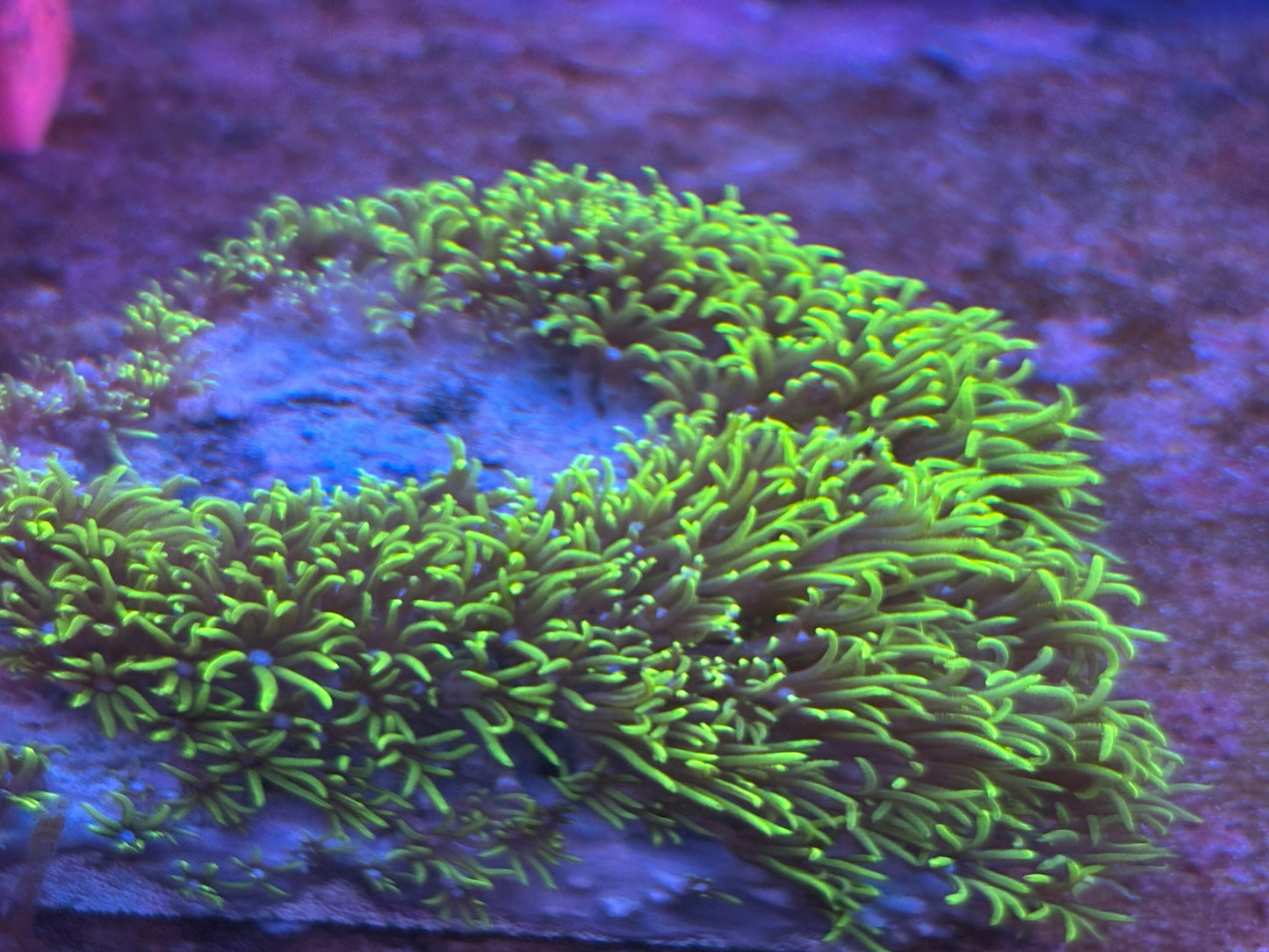 Green Star Polps