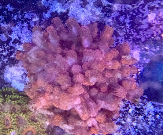 Branching Cyphastrea