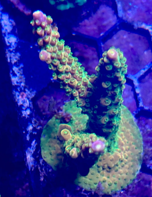 Acro