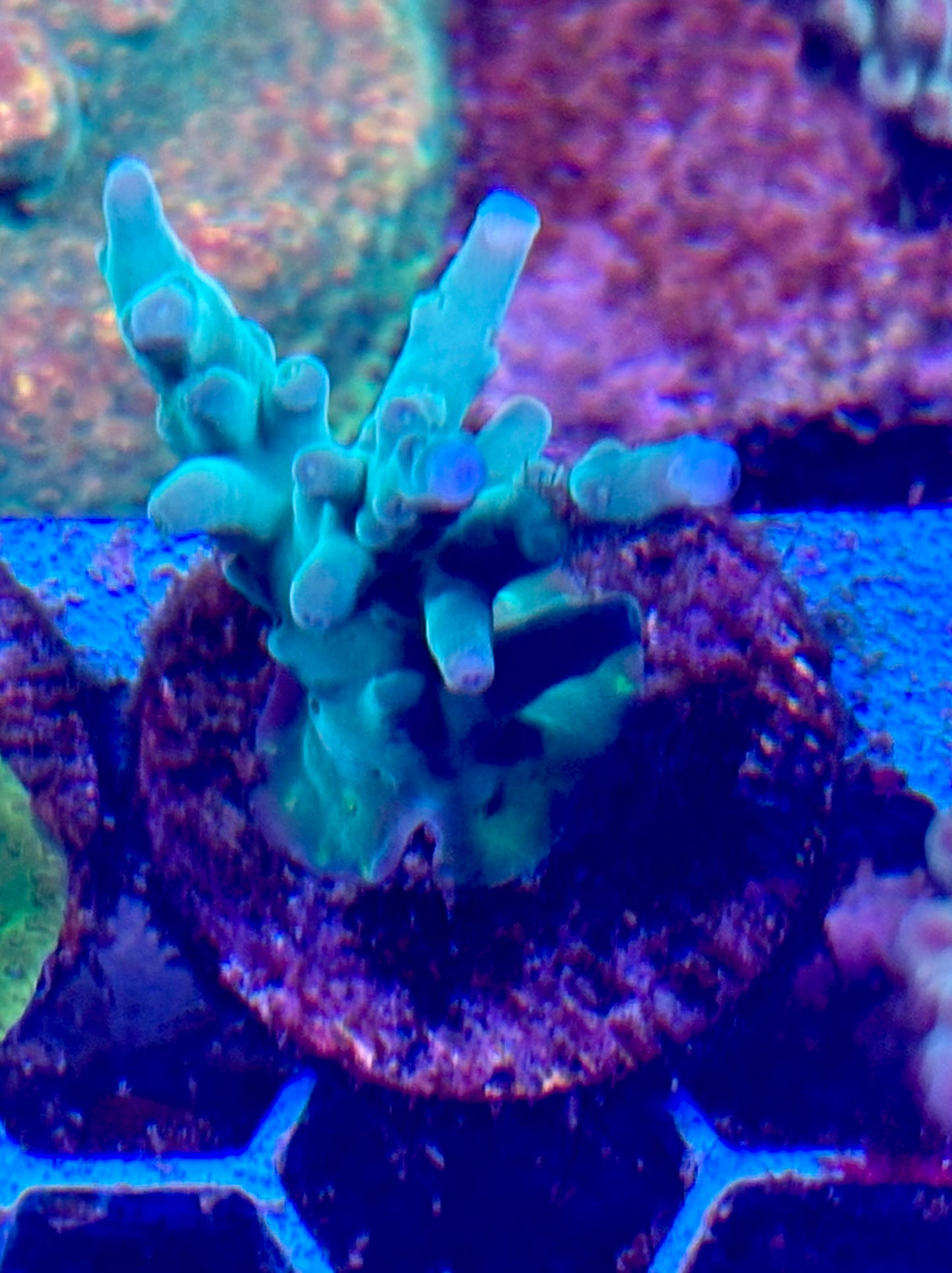 Acro