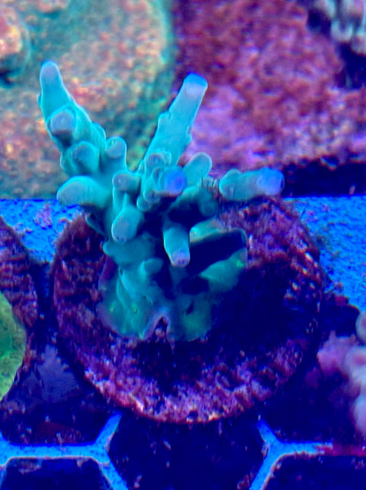 Acro
