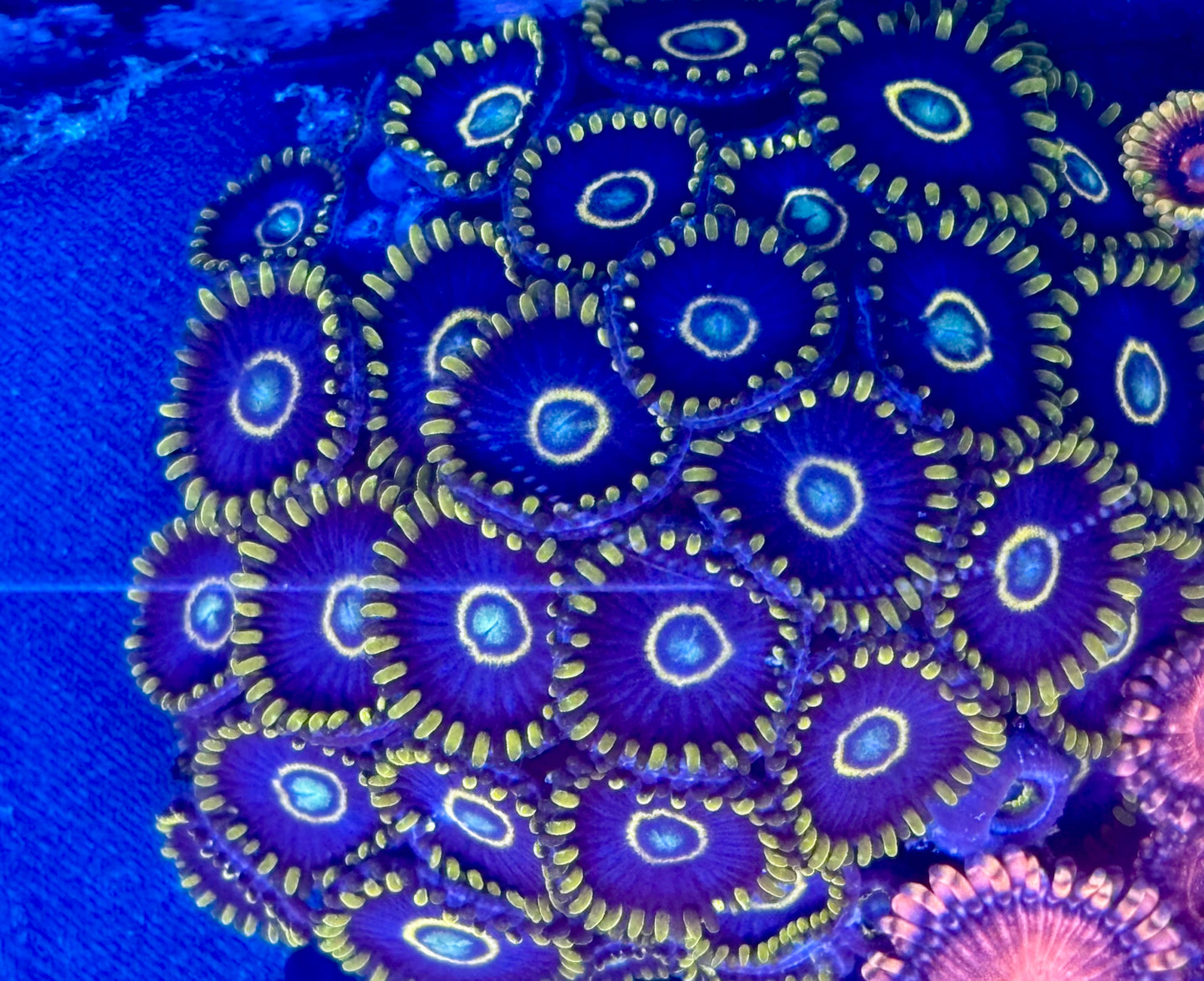 Purple Hornets