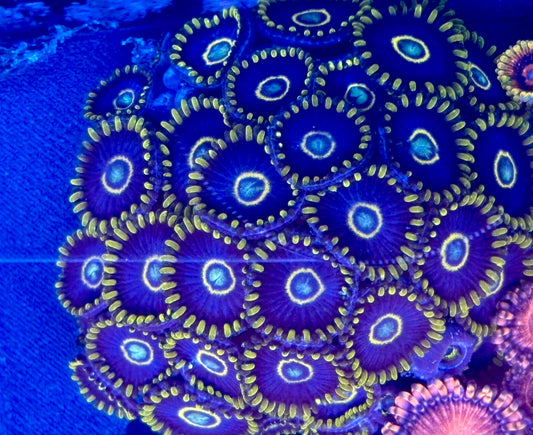 Purple Hornets