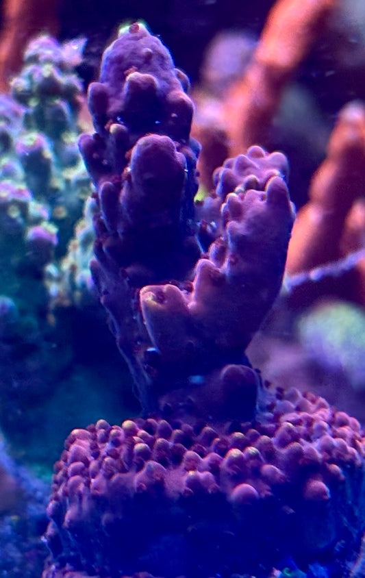 Acro