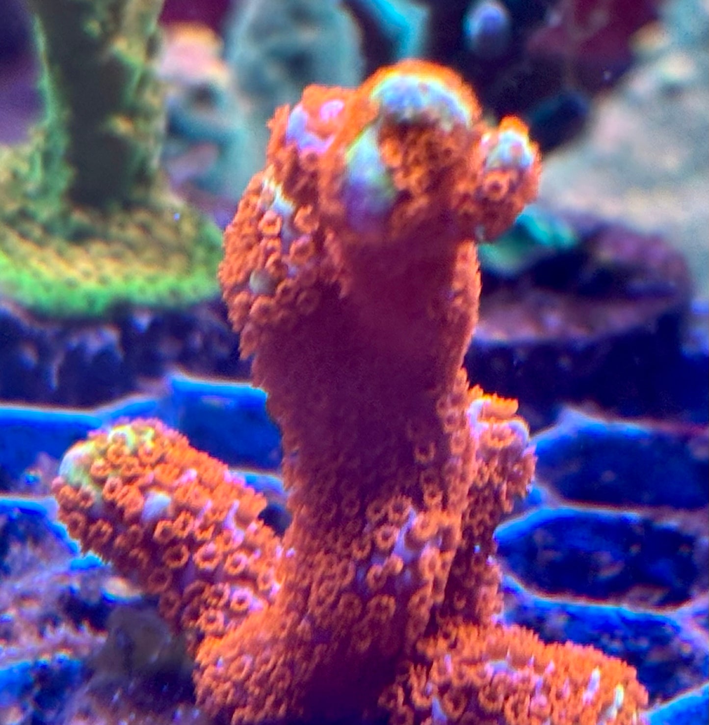 Bubblegum Digitata