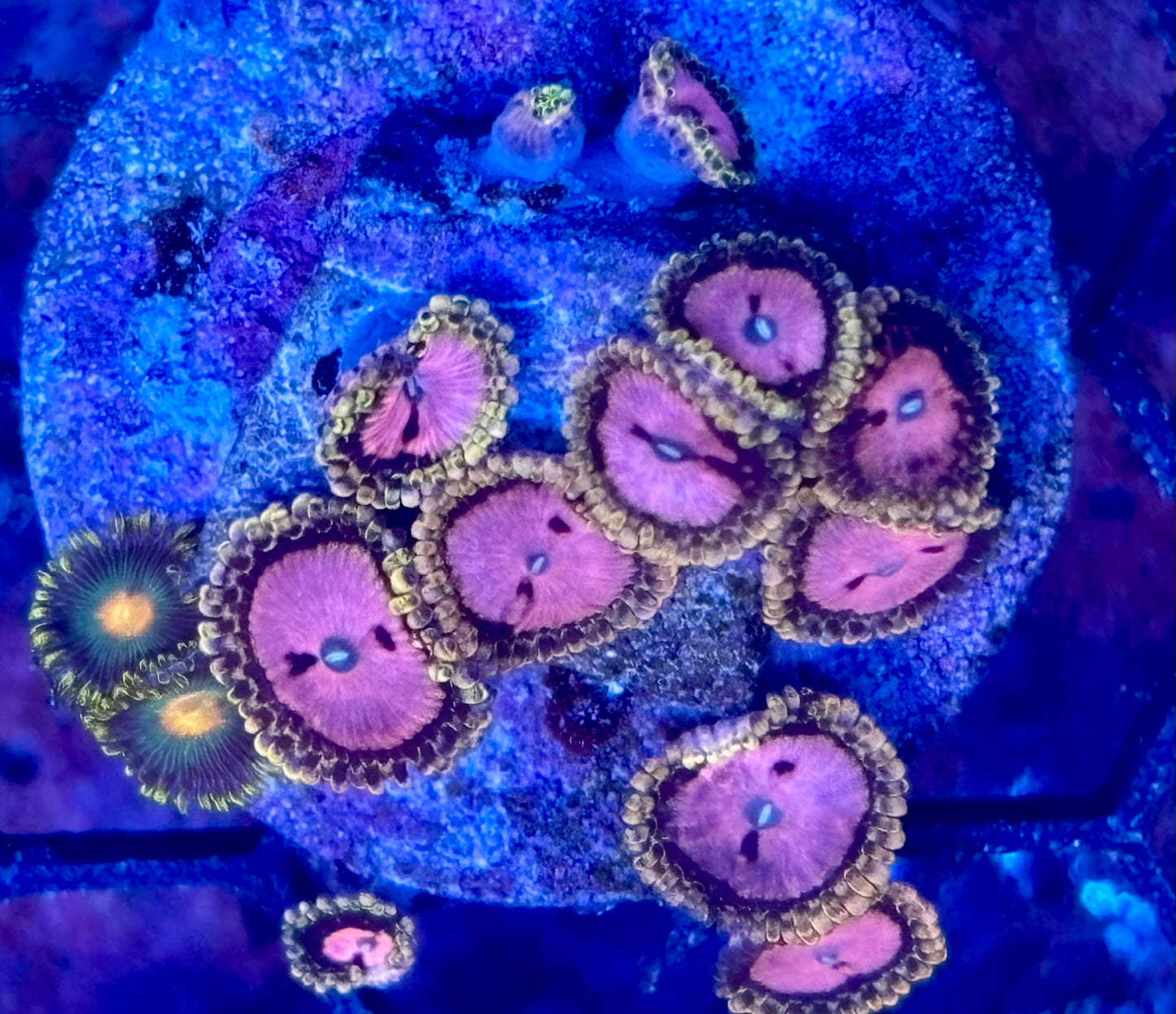 Zoas