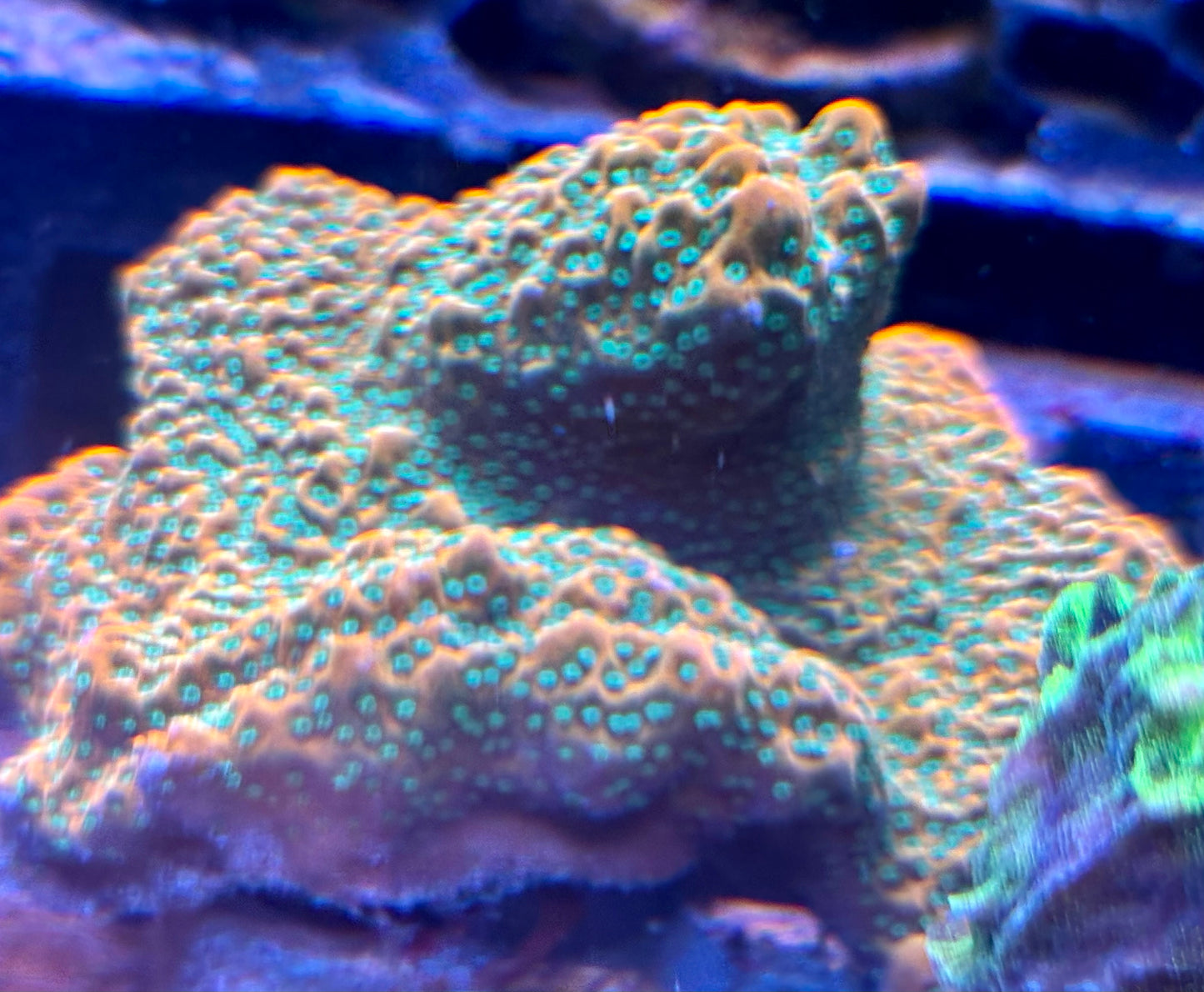 Montipora