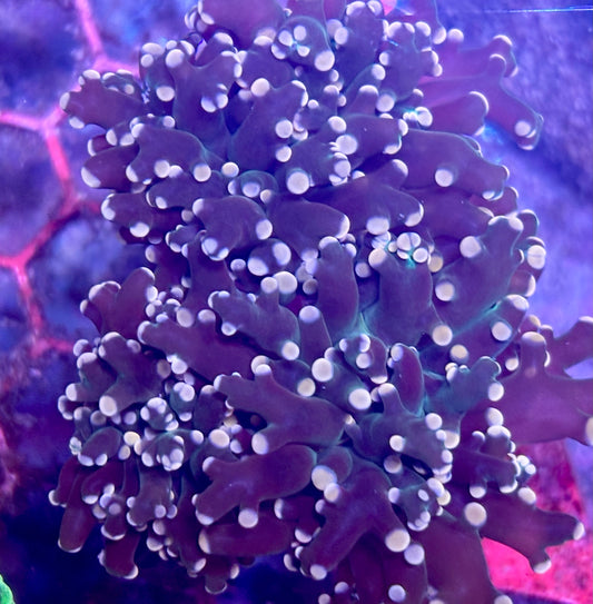 Octo
