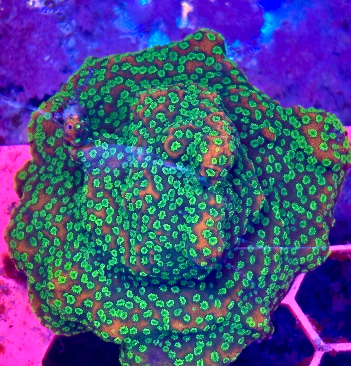 Montipora