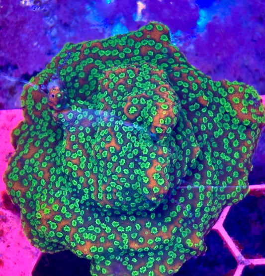 Montipora