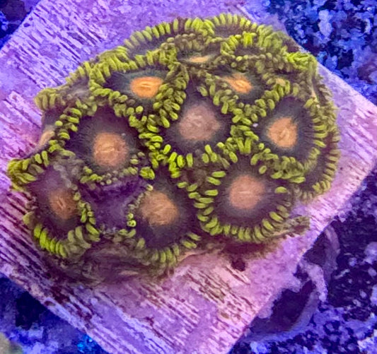 Zoas