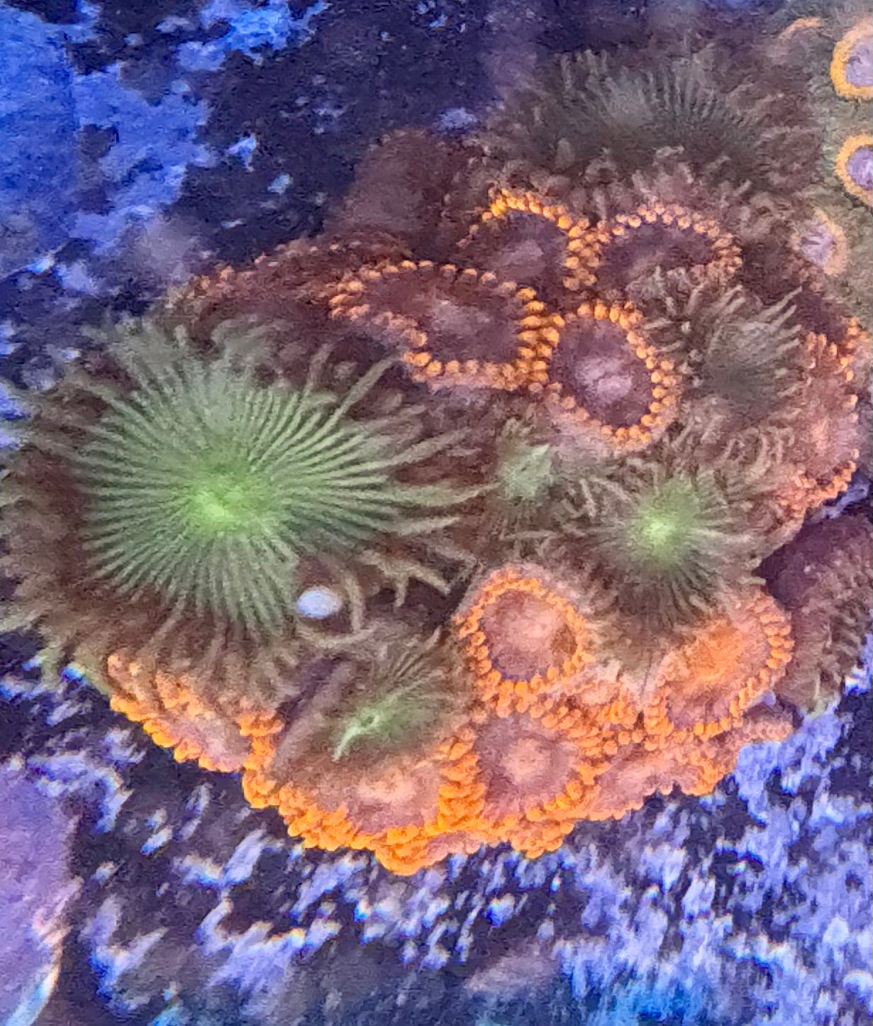 Zoas