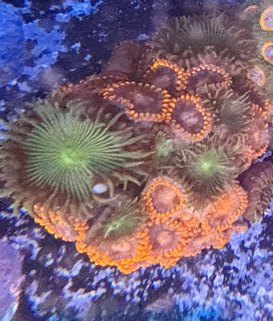 Zoas
