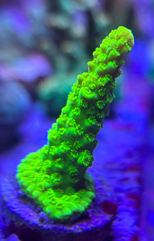 Green Slimer