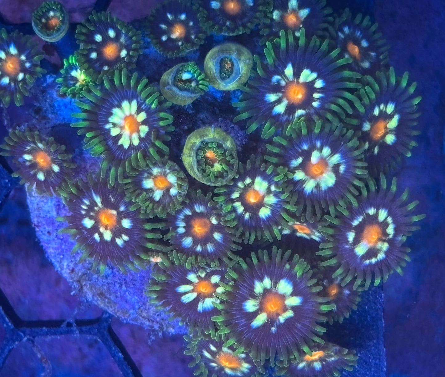 Zoas