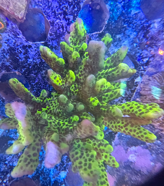 Montipora