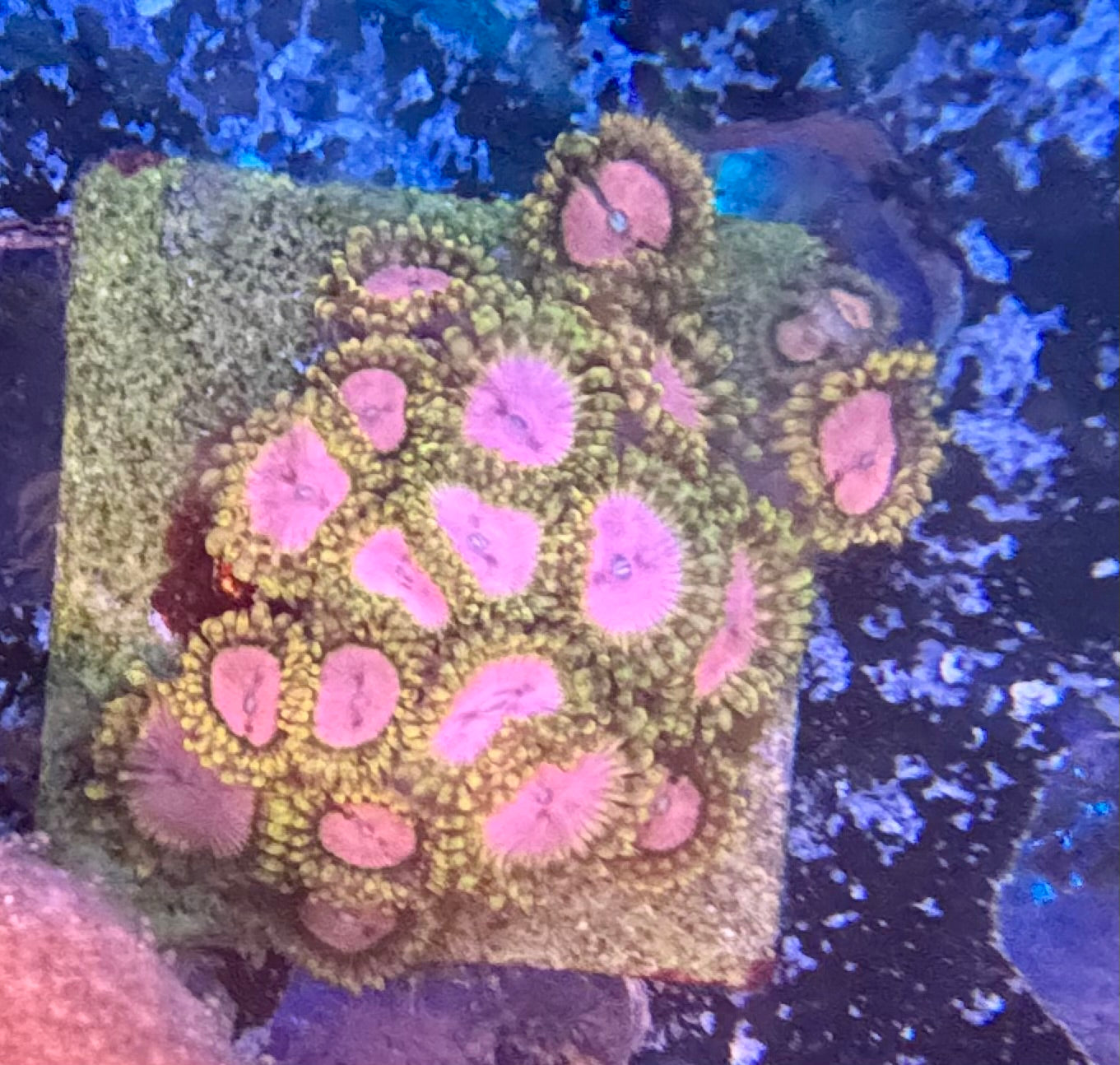 Zoas